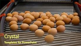  Presentation with production line - PPT theme featuring eggs production line background and a tawny brown colored foreground