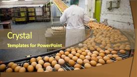  Presentation with production line - Amazing PPT theme having eggs production line backdrop and a coral colored foreground
