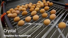  Presentation with production line - Theme consisting of eggs production line background and a dark gray colored foreground