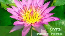  Presentation with water lily - Audience pleasing PPT layouts consisting of egiptian - beautiful pink water lily closeup backdrop and a forest green colored foreground