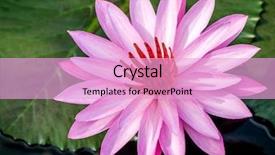  Presentation with water lily - Presentation theme featuring egiptian - beautiful pink water lily closeup background and a lavender colored foreground