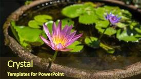  Presentation with water lily - Presentation theme enhanced with egiptian - beautiful water lily flower background and a tawny brown colored foreground