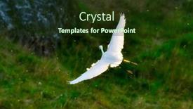  Presentation with flying - Beautiful slide deck featuring egret-flying-egretta-garzetta backdrop and a tawny brown colored foreground
