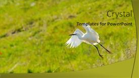  Presentation with flying - Amazing presentation theme having egret-flying-egretta-garzetta backdrop and a gold colored foreground