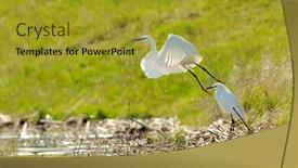  Presentation with flying - Theme consisting of egret-flying-egretta-garzetta background and a gold colored foreground