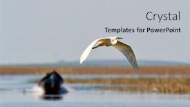  Presentation with flying - Slides with egret-flying-egretta-garzetta background and a light gray colored foreground