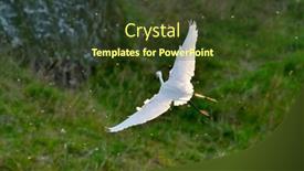  Presentation with flying - Beautiful slides featuring egret-flying-egretta-garzetta backdrop and a tawny brown colored foreground