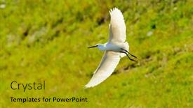  Presentation with flying - Slides having egret-flying-egretta-garzetta background and a gold colored foreground
