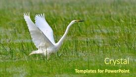  Presentation with flying - Colorful presentation theme enhanced with egret-flying-egretta-garzetta backdrop and a tawny brown colored foreground