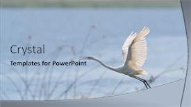  Presentation with flying - Slide deck consisting of egret-flying-egretta-garzetta background and a light blue colored foreground