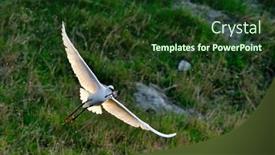  Presentation with breeding - Beautiful presentation design featuring egret-in-breeding-plumage-egretta backdrop and a tawny brown colored foreground