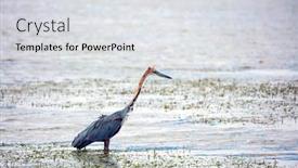  Presentation with kenya - Cool new theme with egret-looks-for-prey backdrop and a light gray colored foreground