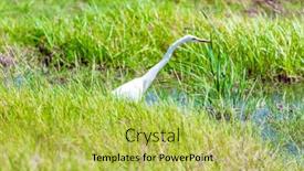  Presentation with lake - Colorful presentation theme enhanced with egret-looks-for-prey backdrop and a yellow colored foreground