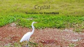  Presentation with lake - Presentation with egret-looks-for-prey background and a gold colored foreground
