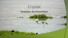  Presentation with unesco - Amazing presentation design having egret-looks-for-prey backdrop and a light gray colored foreground