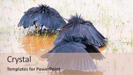  Presentation with africa - PPT theme enhanced with egret using wings as canopy background and a lemonade colored foreground