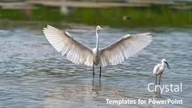  Presentation with lake fish - Presentation theme featuring egret-wading-in-shallow-edge background and a  colored foreground