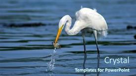  Presentation with play - PPT theme featuring egrets play in the water fishing background and a ocean colored foreground