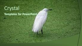  Presentation with pond - Colorful PPT layouts enhanced with egretta-garzetta-in-a-pond backdrop and a tawny brown colored foreground