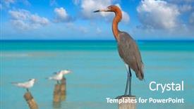  Presentation with view of egret birds - Theme enhanced with egretta rufescens or reddish egret background and a  colored foreground