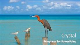  Presentation with caribbean - Slide deck featuring egretta rufescens or reddish egret background and a  colored foreground