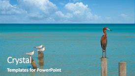  Presentation with view of egret birds - Amazing slide deck having egretta rufescens or reddish egret backdrop and a  colored foreground