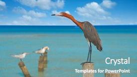  Presentation with view of egret birds - Colorful theme enhanced with egretta rufescens or reddish egret backdrop and a  colored foreground