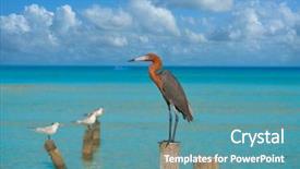  Presentation with caribbean - Theme featuring egretta rufescens or reddish egret background and a  colored foreground
