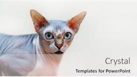  Presentation with egyptian - Amazing presentation having egyptian bald cat backdrop and a white colored foreground