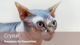  Presentation with egyptian - Colorful presentation theme enhanced with egyptian bald cat backdrop and a coral colored foreground