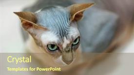  Presentation with egyptian - Beautiful presentation theme featuring egyptian bald cat backdrop and a violet colored foreground