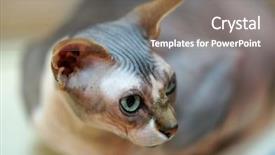  Presentation with egyptian - Colorful presentation theme enhanced with egyptian bald cat backdrop and a gray colored foreground