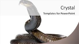  Presentation with egyptian - PPT theme with egyptian cobra - naja haje background and a white colored foreground