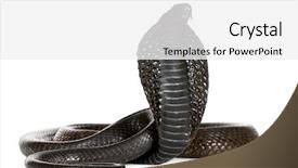  Presentation with egyptian - Amazing PPT theme having egyptian cobra naja haje backdrop and a white colored foreground