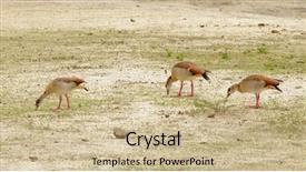  Presentation with geese - Audience pleasing presentation consisting of egyptian geese alopochen aegyptiaca feeding backdrop and a soft green colored foreground