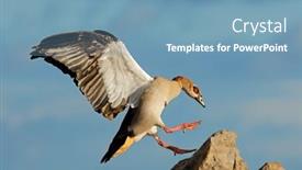  Presentation with egyptian - Presentation theme having egyptian-goose-alopochen-aegyptiacus-landing background and a teal colored foreground