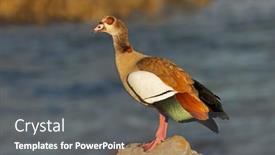  Presentation with south africa - Theme with egyptian-goose-alopochen-aegyptiacus-perched background and a gray colored foreground