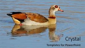  Presentation with south africa - Amazing PPT layouts having egyptian goose alopochen aegyptiacus swimming backdrop and a teal colored foreground