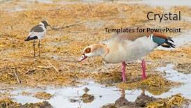  Presentation with teal - Cool new PPT layouts with egyptian goose with teal speculum backdrop and a coral colored foreground