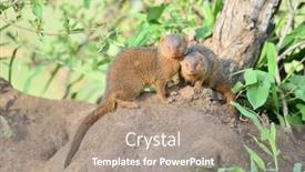  Presentation with egyptian - Presentation featuring egyptian-mongoose-herpestes-ichneumon background and a  colored foreground