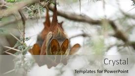  Presentation with egyptian - PPT layouts with egyptian-slit-faced-bat-nycteris background and a light gray colored foreground