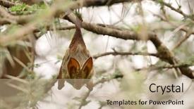  Presentation with egyptian - Presentation theme having egyptian slit-faced bat nycteris background and a coral colored foreground