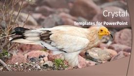  Presentation with egyptian - PPT layouts with egyptian-vulture-neophron-percnopterus-socotra background and a violet colored foreground