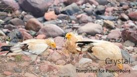  Presentation with egyptian - Presentation theme with egyptian-vulture-neophron-percnopterus-socotra background and a coral colored foreground