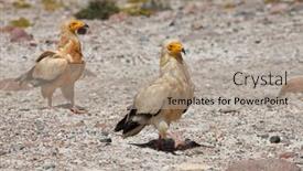  Presentation with egyptian - Colorful slide deck enhanced with egyptian-vulture-neophron-percnopterus-socotra backdrop and a light gray colored foreground