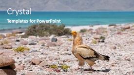  Presentation with egyptian - Amazing presentation design having egyptian-vulture-neophron-percnopterus-socotra backdrop and a teal colored foreground
