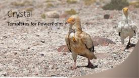  Presentation with egyptian - Cool new presentation theme with egyptian-vulture-neophron-percnopterus-socotra backdrop and a coral colored foreground