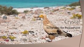  Presentation with egyptian - Presentation enhanced with egyptian-vulture-neophron-percnopterus-socotra background and a soft green colored foreground