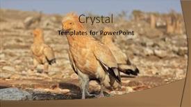  Presentation with egyptian - PPT theme with egyptian-vulture-neophron-percnopterus-socotra background and a coral colored foreground