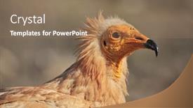  Presentation with egyptian - Colorful slides enhanced with egyptian-vulture-neophron-percnopterus-socotra backdrop and a coral colored foreground